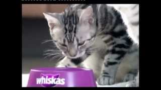 Whiskas  iklan 2012 [upl. by Leugimesoj]