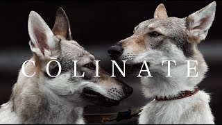 Czechoslovakian Wolfdog（チェコスロバキアン・ウルフドッグ）By COLINATEコーリネイト [upl. by Ococ]