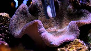 My Anemone Eating Shrimp [upl. by Dalton]