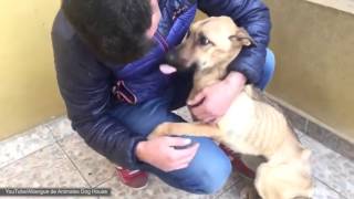 LINCREDIBILE TRASFORMAZIONE DI UN CANE RANDAGIO VIDEO EMOZIONANTE [upl. by Ainotahs]