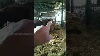 calvingseason farm calving cow [upl. by Angelina]