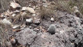 Cacti in Guadalupe Mountains [upl. by Jeana9]