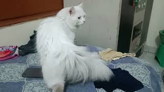 lowest price Persian cat male for sale in Delhi only 3000 [upl. by Arved]