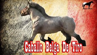 Caballo De Tiro Belga 🐴Del Cerro Soy [upl. by Dde375]