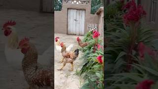 Traditional lifestyle of Village Punjab viralvideo shortvideo shorts [upl. by Burkhart308]