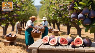 The delicacy and flavor of the FIGS Discover how its production and FIGS JAM processing work [upl. by Pelletier294]