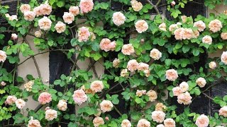 31 Different Type of Climbing Rose [upl. by Athalie]