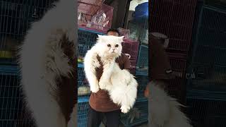 Persian Cat price in Bangladesh [upl. by Akli]