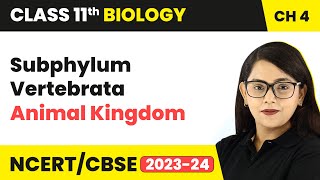 Subphylum Vertebrata  Animal Kingdom  Class 11 Biology Chapter 4  NCERTCBSE [upl. by Argyres]