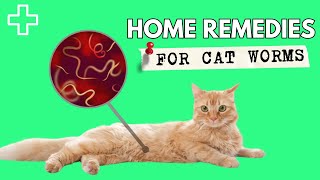 Home Remedies For Worms In Cats  Natural Dewormer For Cats [upl. by Gillmore]