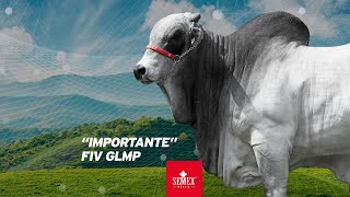 Importante FIV GLMP [upl. by Anniroc598]