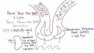 Glomerular Filtration Rate GFR and Filtration Fraction FF [upl. by Drucy349]