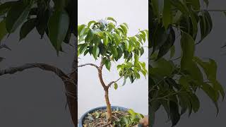 Ficus benjamina bonsai tree pruning bonsaitree bonsaiprojects gardening [upl. by Grosvenor]