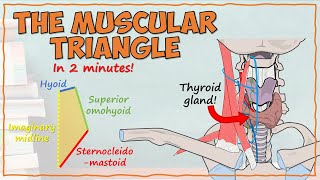 The Muscular Triangle [upl. by Suirtimid]