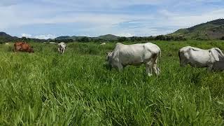 Improved pastureland of Brachiaria ruziziensis in the uplands of Battambang [upl. by Imelida]