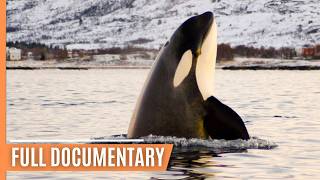 Skagerrak The hunting grounds of the Orcas  Full Documentary [upl. by Castle]