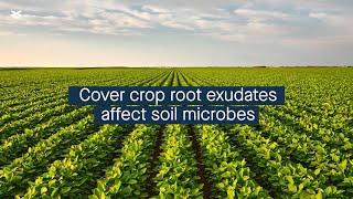 Cover crop identity affects agricultural soil microbial community through root exudates [upl. by Oigimer]