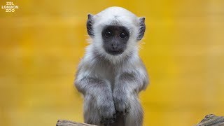 Meet some of the new arrivals at ZSL London Zoo in 2017 [upl. by Omlesna]