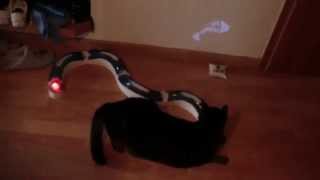 New Cat Toy Laser Pointer Fish Record with HD 720p Schnurrli geht Ab [upl. by Sanfourd]