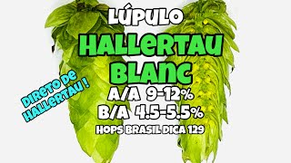 LUPULO HALLERTAU BLANC  HOPS BRASIL DICA 129 [upl. by Shanleigh670]