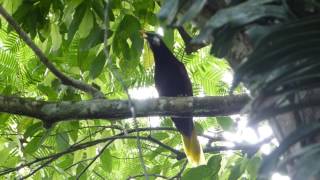 Montezumas Oropendola call [upl. by Eisiam]