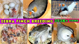 Zebra Finch Breeding  Zebra finch eggs lying to Hatching full video [upl. by Ophelia]