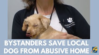 Bystanders save local dog from abusive home [upl. by Ilojne705]