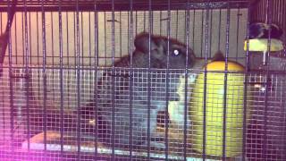 Chinchillas real fight [upl. by Admana774]