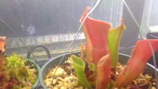 Carnivorous Plants Heliamphora Update Care and culture of Sun pitchers [upl. by Anuhsal]