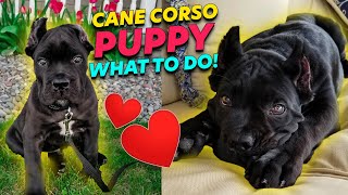 Cane Corso Puppy ♥ What To Do [upl. by Obala]