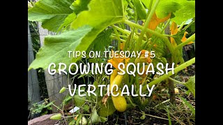 Vertical squash Tips on Tuesday 5 [upl. by Alyssa]