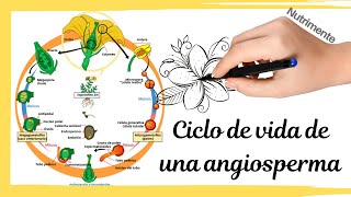 Ciclo de vida de una planta con flor Angiosperma [upl. by Crin]