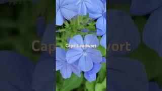 Plumbago auriculata [upl. by Starling]