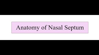 Anatomy of Nasal Septum [upl. by Hardman322]