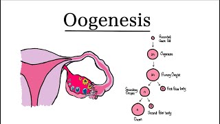 Oogenesis  MCAT Biology [upl. by Reyna994]