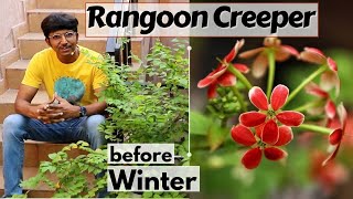 Rangoon Creeper मधुमालती  before Winter  Pruning of Rangoon creeper  Combretum indicum [upl. by Nuahsak]