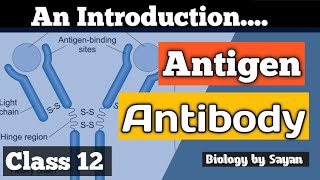 AntigenAntibody Basic intro Class 12 NEET [upl. by Gnuhp]