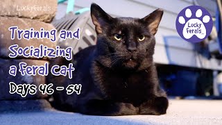 Training And Socializing A Feral Cat  Part 7  Days 46  54  Cat Video Compilation [upl. by Amehr]