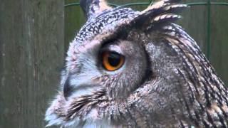 Eurasian Eagle Owl Hooting [upl. by Ahsiaa588]