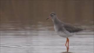 Redshank at Nightingale Ponds [upl. by Paten894]