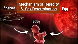 Mechanism of Inheritance  Heredity and Evolution  Sex Determination  Twins [upl. by Watanabe]