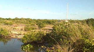 Littoral Forest Preserve at Caye Caulker Belize [upl. by Suravart]