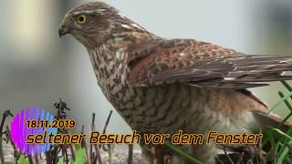 Bussard oder Sperber [upl. by Nemhauser]