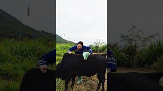 Girl enjoying riding an Ox Ox Oxriding sheep goatriding Buffaloriding cowriding [upl. by Atsylak]