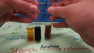 55  Salivary amylase experiment [upl. by Winshell672]