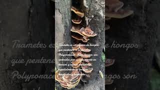 Trametes hongos granja ecosistemas [upl. by Nostrebor]