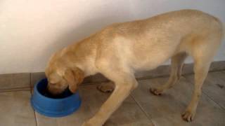 Labrador 5 meses  Sandy Obediência na hora de comer [upl. by Noell466]