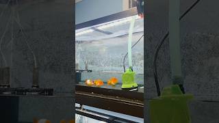 How to do a water change on your goldfish tank [upl. by Yeffej170]