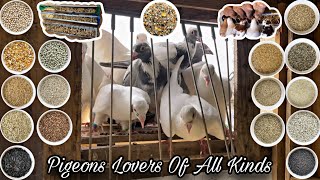 The Best Feed Mix of Grains for Pigeons [upl. by Lemaj308]