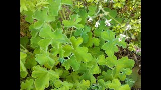 Pelargonium tomentosum Peppermint Scented Pelargonium care [upl. by Loresz210]